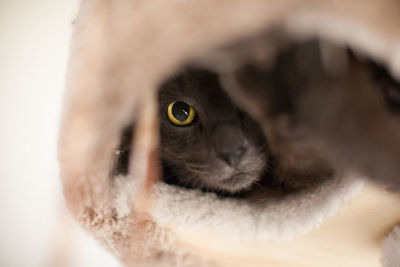 Close-up of cat