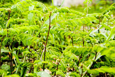 Garden overcast - close-up of fresh green leaves