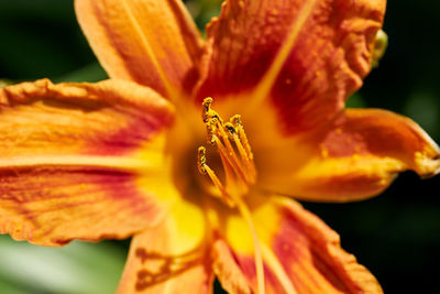 Close-up of day lily