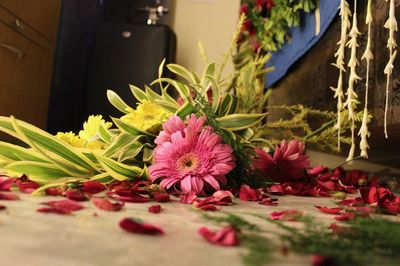 Close-up of red flowering plant
