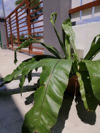 Close-up of plant growing by window