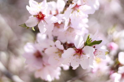 Close-up of apple blossoms in spring