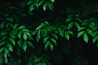 High angle view of leaves on tree