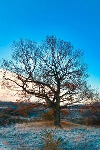 Bare tree on field against clear blue sky