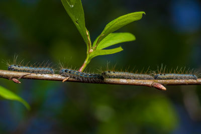 Close-up of insect on plant