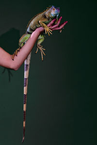Cropped hand of woman holding iguana against wall