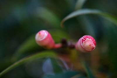 Close-up of pink flowers