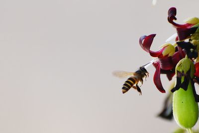 Close-up of bee flying over white flower
