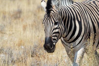 View of a zebra