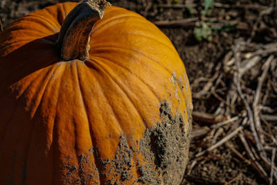 Close-up of pumpkin on field