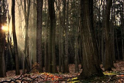 Trees in forest against sky