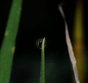 Close-up of lizard on grass