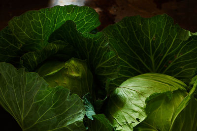 Close-up of fresh green cabbage