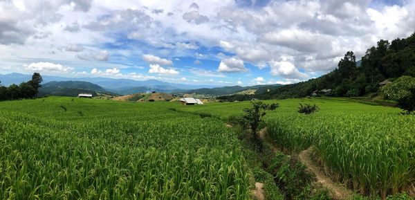 Scenic view of agricultural field against sky