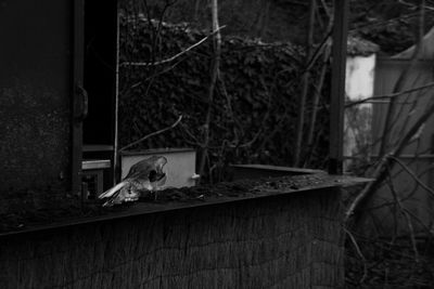 Skull on retaining wall of abandoned building