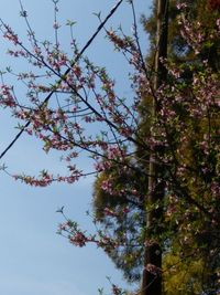 Low angle view of flowering tree against sky