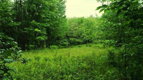 View of trees in forest