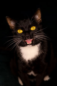 Close-up portrait of cat against black background