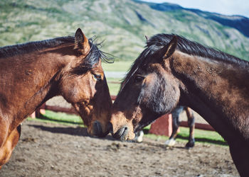 Horses in a field in patagonia