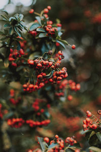 Close-up of red berries growing on tree