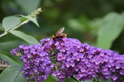 Close-up of hornet on purple flower