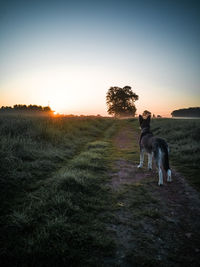 Dog standing on field against sky during sunset