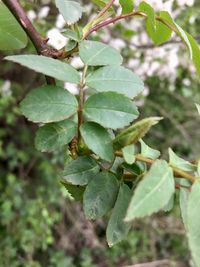 Close-up of plant growing on tree