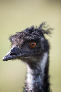 Close-up of emu