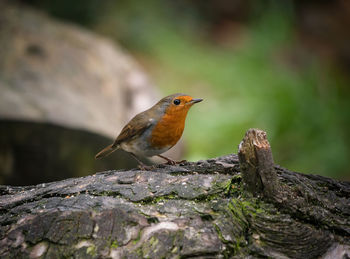 Close-up of bird perching on rock