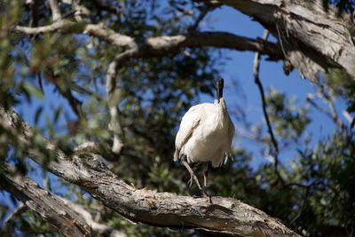 Bird perching on a tree