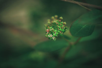 Close-up of plant