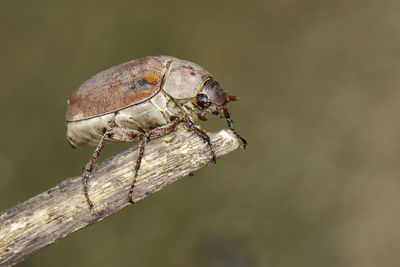 Image of cockchafer melolontha melolontha on a branch on a natural background. insect. animals.