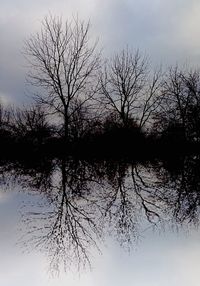 Bare trees by calm lake