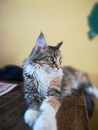 Cat sitting in a home