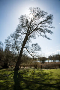 Trees on grassy field