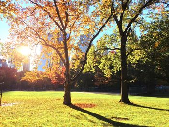 Trees in park during autumn