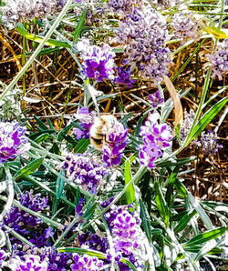 High angle view of purple crocus flowers on field