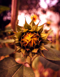 Close-up of wilted plant during autumn