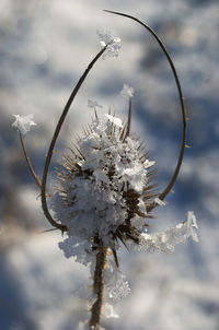 Close-up of frozen flower against sky