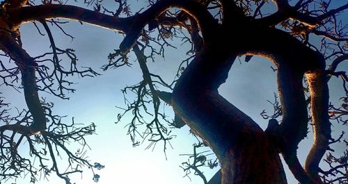 Low angle view of bare tree against sky