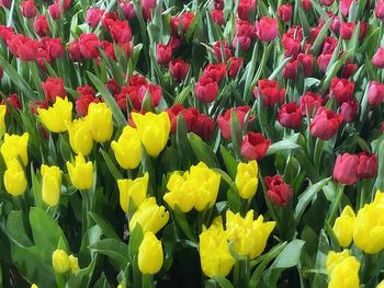 Full frame shot of red tulips