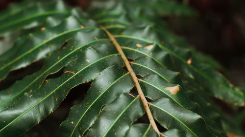 Close-up of wet leaves