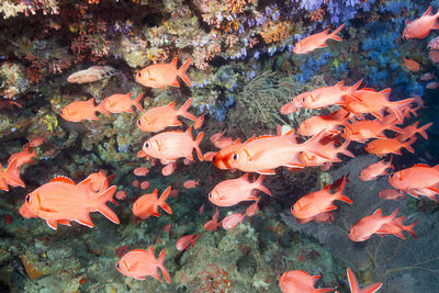 View of fish swimming in sea