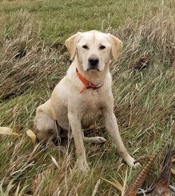 Portrait of dog sitting on grass