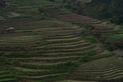 High angle view of rice paddy