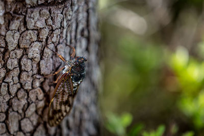 Close-up of insect on leaf