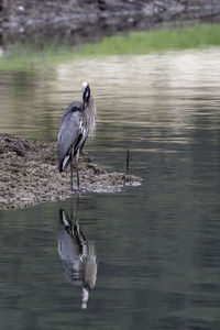 High angle view of gray heron perching on a lake