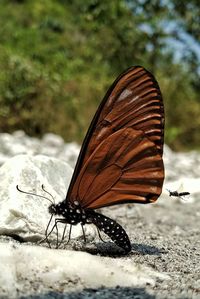 Close-up of butterfly