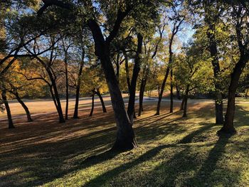 Trees in park