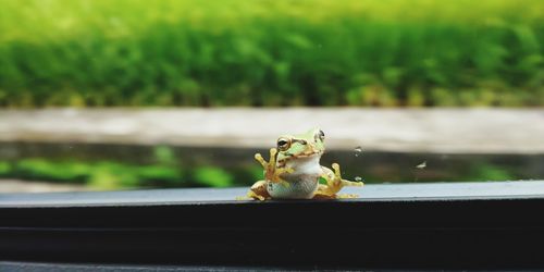 Close-up of small sitting on window